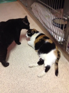 The two cats we fell in love with at the shelter