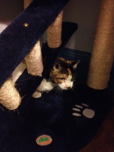 Smudge hiding under the cat tower after vacating her cat carrier.